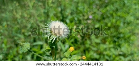 "Tranquil Nature Scene: Blurry Flower in Serene Outdoor Setting"

"Capture the essence of peaceful outdoor beauty with this stunning image. 
