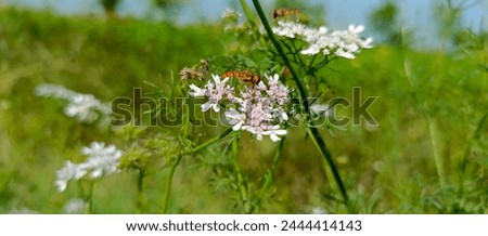 "Tranquil Nature Scene: Blurry Flower in Serene Outdoor Setting"

"Capture the essence of peaceful outdoor beauty with this stunning image. 