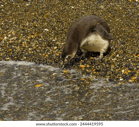 One young penguin is drinking water