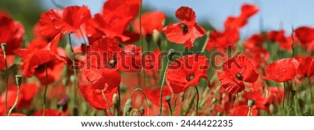 Close up of field of red poppy flowers. Poppies meadow. Spring background Royalty-Free Stock Photo #2444422235