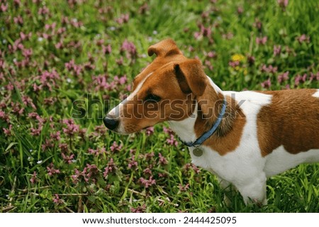 A charming red and white Jack Russell Terrier puppy stands in the green grass among wild pink flowers and smiles. The dog walks on a sunny summer day. Portrait view from above Royalty-Free Stock Photo #2444425095