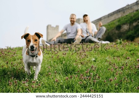 Young couple sitting in a green clearing among wildflowers and enjoying a peaceful walk with a Jack Russell terrier. People with a dog in Kalemegdan Park near the walls of the old historical fortress Royalty-Free Stock Photo #2444425151