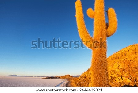 Big cactus on Incahuasi island, salt flat Salar de Uyuni, Altiplano, Bolivia. Unusual natural landscapes deserted solar travel South America Royalty-Free Stock Photo #2444429021