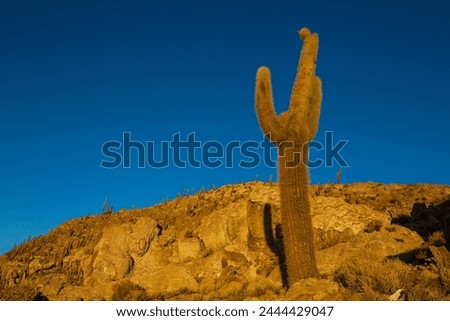 Big cactus on Incahuasi island, salt flat Salar de Uyuni, Altiplano, Bolivia. Unusual natural landscapes deserted solar travel South America Royalty-Free Stock Photo #2444429047