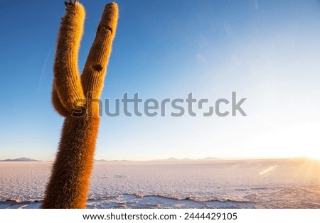 Big cactus on Incahuasi island, salt flat Salar de Uyuni, Altiplano, Bolivia. Unusual natural landscapes deserted solar travel South America Royalty-Free Stock Photo #2444429105