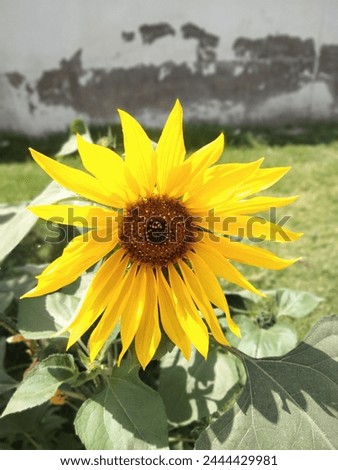 Sunflower, Nature picture, Beauty of nature, beauty of sunflower