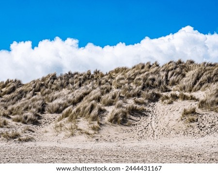 Sand dunes at Curracloe Beach, Co. Wexford, Ireland. Royalty-Free Stock Photo #2444431167