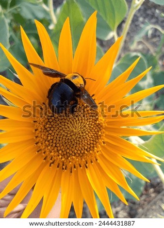 A Carpenter Bee is sitting on a sunflower flower and sucking its juice, White-cheeked carpenter bee, Xylocopa aestuans, sunflower picture