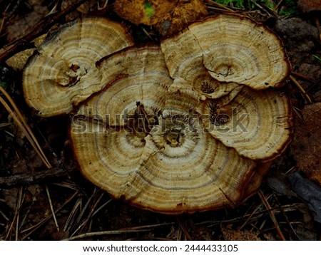 a beautiful mushroom (Coltricia perennis) grows in the forest, the texture of the cap of which resembles a sawn tree