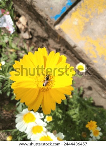 Sunflower, beautiful flower, nature beauty, natural picture 