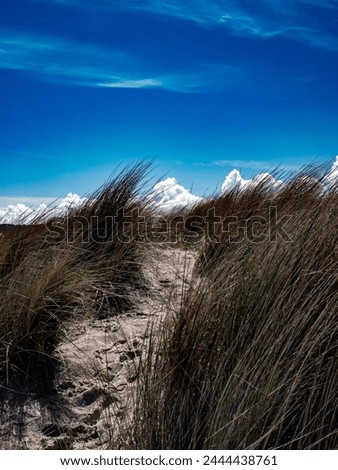 a walking trail on top of a sand dune with dune grass and a blue sky Royalty-Free Stock Photo #2444438761