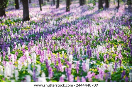 Magical forest is covered with Corydalis cava flowers in sunny day. Location place Ukraine, Europe. Floral pattern. Photo wallpaper. Utterly spectacular view. Soft selective focus. Beauty of earth.