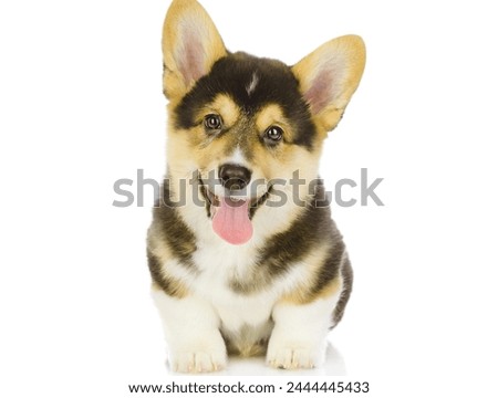 black and white dog cute puppies sitting in front hugging retriever isolated on white background.