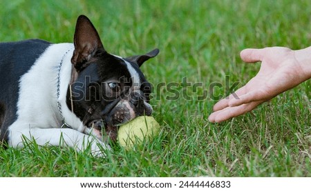 Funny Boston terrier is playing with tennis ball. Black and white dog playing with is owner. An adorable Boston Terrier playing with a tennis ball.