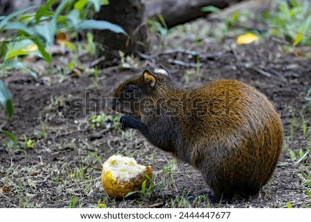 A Central American agouti, Dasyprocta punctata, in a forest, Costa Rica.  Royalty-Free Stock Photo #2444447677