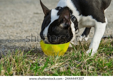 Purebred white and black Boston Terrier puppy  Close-up head portrait of purebred Boston Terrier dog. A dog drinks in a yellow bowl