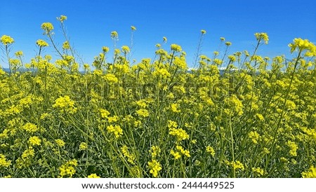 wild yellow flowers rapeseed field spring wallpaper summer