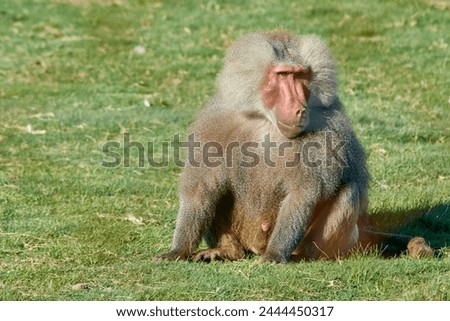 Primate animal Baboon full body sitting on the grass looking sideways. The scientific name is Papio hamadryas but it is also known as sacred baboon, papio, hamadryas baboon and Egyptian sacred baboon.