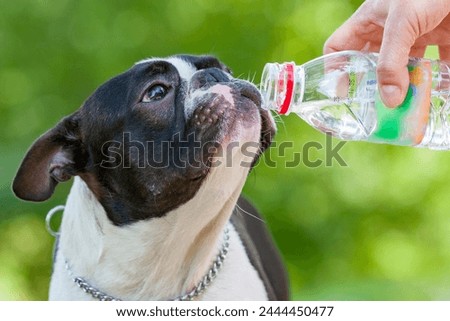 Young Boston Terrier drinks water from a bottle. Black and white dog thirstily drinks water from bootle. Outdoor head portrait of a purebred Boston Terrier puppy.