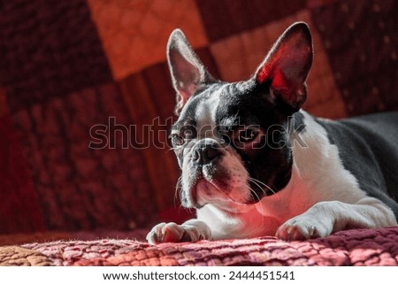 Purebred white and black Boston Terrier puppy asleep on a red sofa after a walk. Close-up head portrait of purebred Boston Terrier dog.
