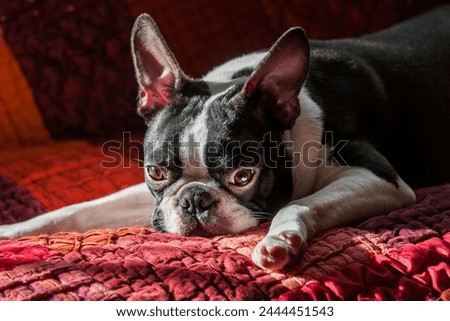 Purebred white and black Boston Terrier puppy asleep on a red sofa after a walk. Close-up head portrait of purebred Boston Terrier dog.