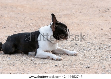 Outdoor head portrait of a 2-year-old black and white dog, young purebred Boston Terrier on the beach. Boston Terrier dog posing. Large copy space, blurry background.