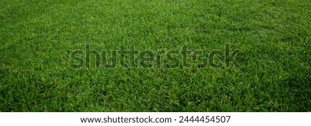 Close-Up of Grass Field in 4K Ultra HD Resolution