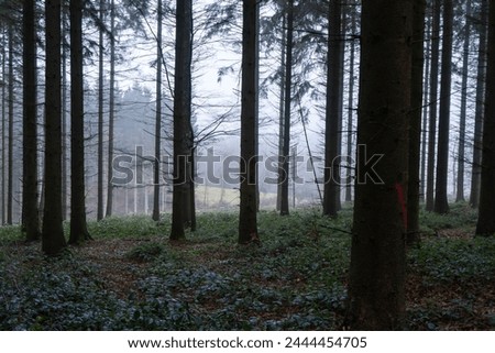 dark moody forest in winter