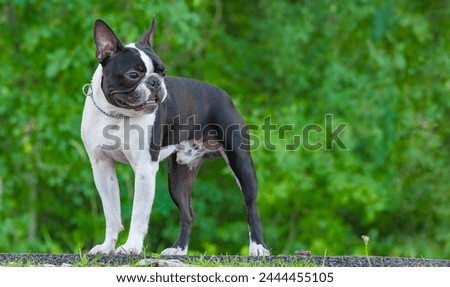 Outdoor portrait of a 2-year-old black and white dog, young purebred Boston Terrier in a park. Boston Terrier dog standing in city center park. Large copy space, blurry background.