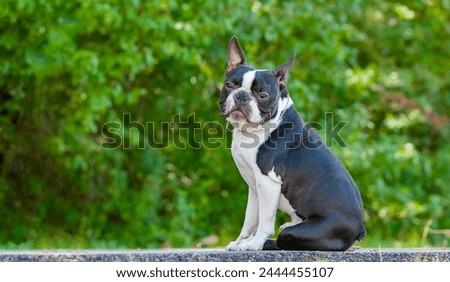 Outdoor head portrait of a 2-year-old black and white dog, young purebred Boston Terrier in a park.Boston terrier dog posing in city center park. Large copy space, blurry background.
