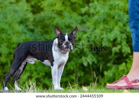 Boston Terrier dog standing in city center park with is owner. Outdoor portrait of a 2-year-old black and white dog, young purebred Boston Terrier in a park. 