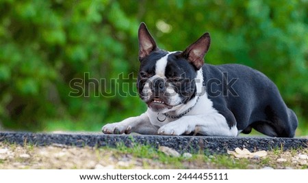 Outdoor head portrait of a 2-year-old black and white dog, young purebred Boston Terrier in a park.Boston terrier dog lying in city center park. Copy space, blurry background.