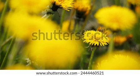 Yellow dandelions in spring on a meadow. Beautiful soft floral image of spring nature. Concept of spring. Selective focus, panoramic view.