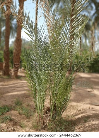 "Algeria,Ghardaia-April,01,2024:Spring tree Picture of a palm tree