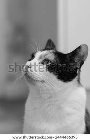 Close up portrait of a calico cat