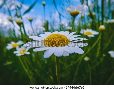 Daisy with a beautiful daisies background, with blue sky and grass...
