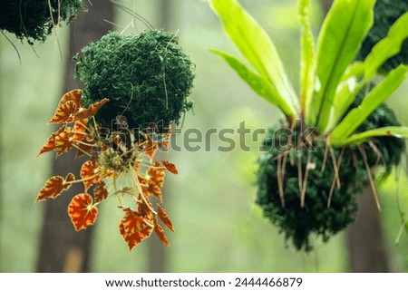 This plant is called a wild flower plant which grows in forest areas and becomes a parasite on other plants Royalty-Free Stock Photo #2444466879