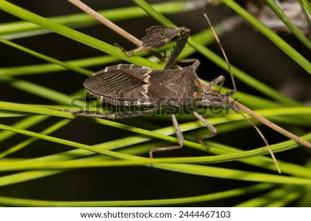 Eastern Leaf Footed bug (Leptoglossus phyllopus) insect on pine needles, nature Springtime pest control dorsal macro. Native Southern USA and Mexico. Royalty-Free Stock Photo #2444467103