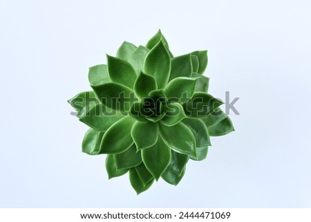 green succulent isolated on white background flat lay
