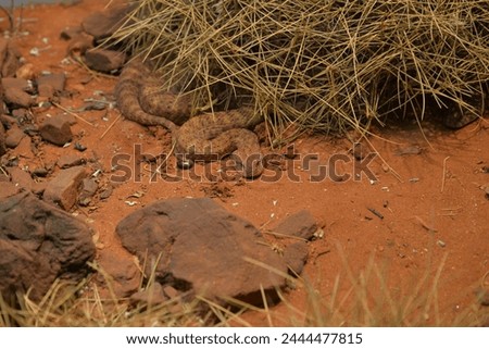 Central Australian desert lizards at the Desert Park Alice Springs