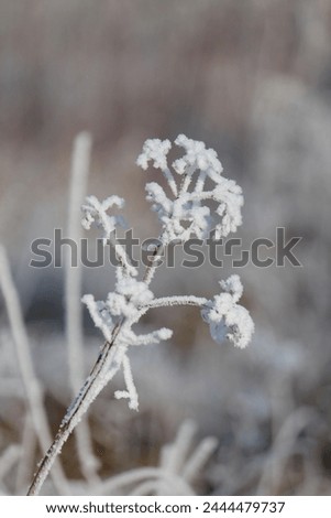 Frosty winter picture branch snow