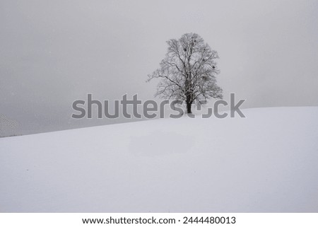 tree, winter, lonely tree, hill, snow, landscape, nature, white, sky, forest, frost, ice, season