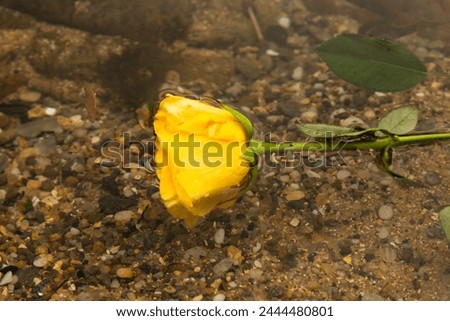 Yellow flower in the beach water. Cloudy day. romantic scene