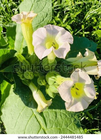 Nicotiana tabacum, or cultivated tobacco, is an annually grown herbaceous plant of the genus Nicotiana. N. tabacum is the most commonly grown species in the genus Nicotiana. Royalty-Free Stock Photo #2444481485