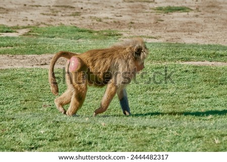 Baboon primate in profile walking on grass in a natural environment. Scientific name is Papio hamadryas