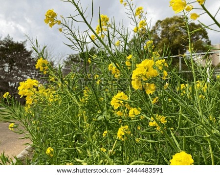 Pretty nanohana or Brassica napus, signifying the early spring. Can be cooked or processed as a rapeseed oil. Royalty-Free Stock Photo #2444483591