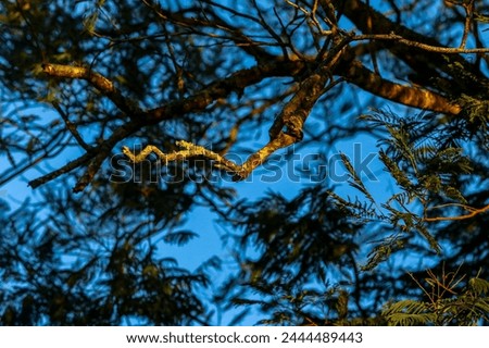 A tree with exposed branches.