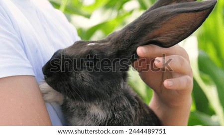 Teenager boy hands stroking black rabbit long ears at sunny summer lush greenery grass closeup. Portrait of cute bunny hare farm mammal animal fluffy adorable rodent at male teen hugging arms outdoor