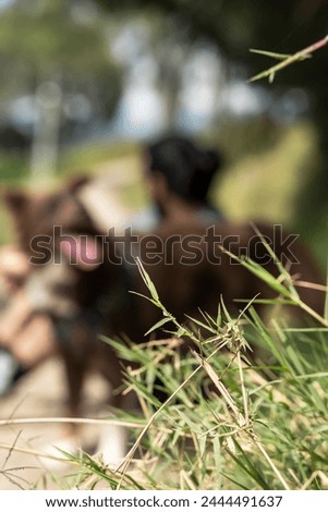 blurred photo of man with dog looking at road for copy space