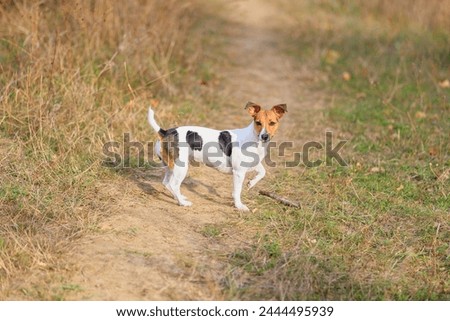 A cute Jack Russell Terrier dog walks in nature. Pet portrait with selective focus and copy space for text Royalty-Free Stock Photo #2444495939